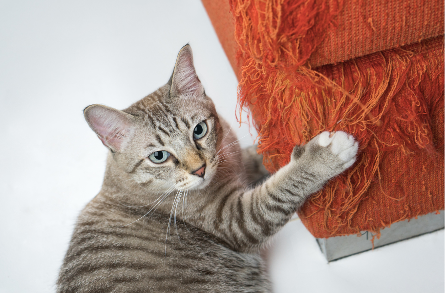 Unraveling the Mystery: Why Cats Scratch and How to Redirect Their Claws