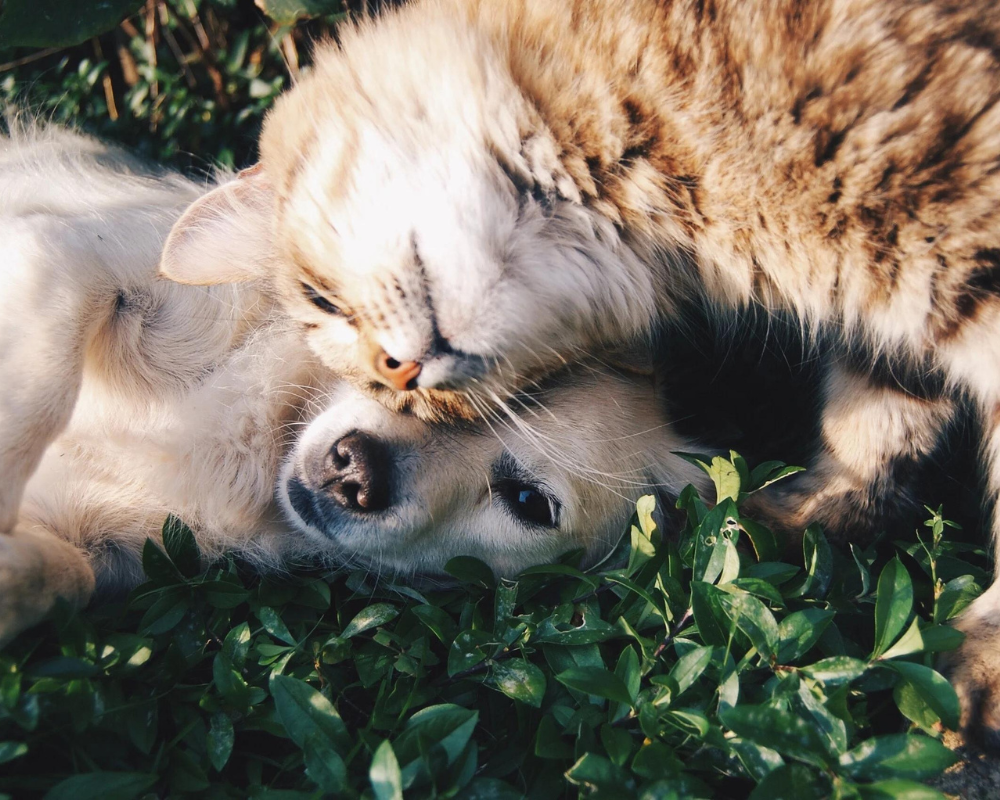 Fur Friend's Happiness