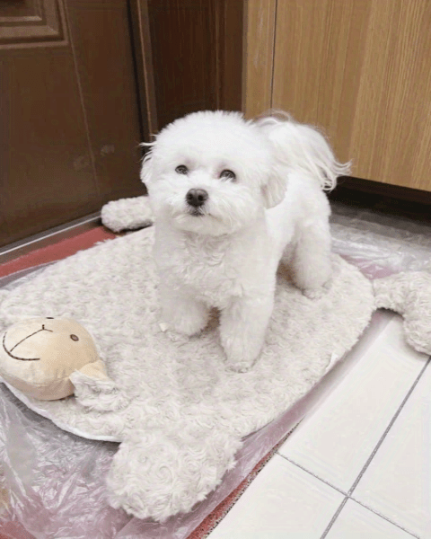 Soft and fluffy sheep-shaped pet bed in white color