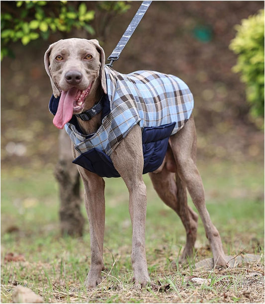 "Dog on a leash wearing a check plaid blue winter coat, looking stylish and warm."
