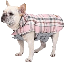 "Small dog posing in a pink check plaid winter coat, adorable and cozy."
