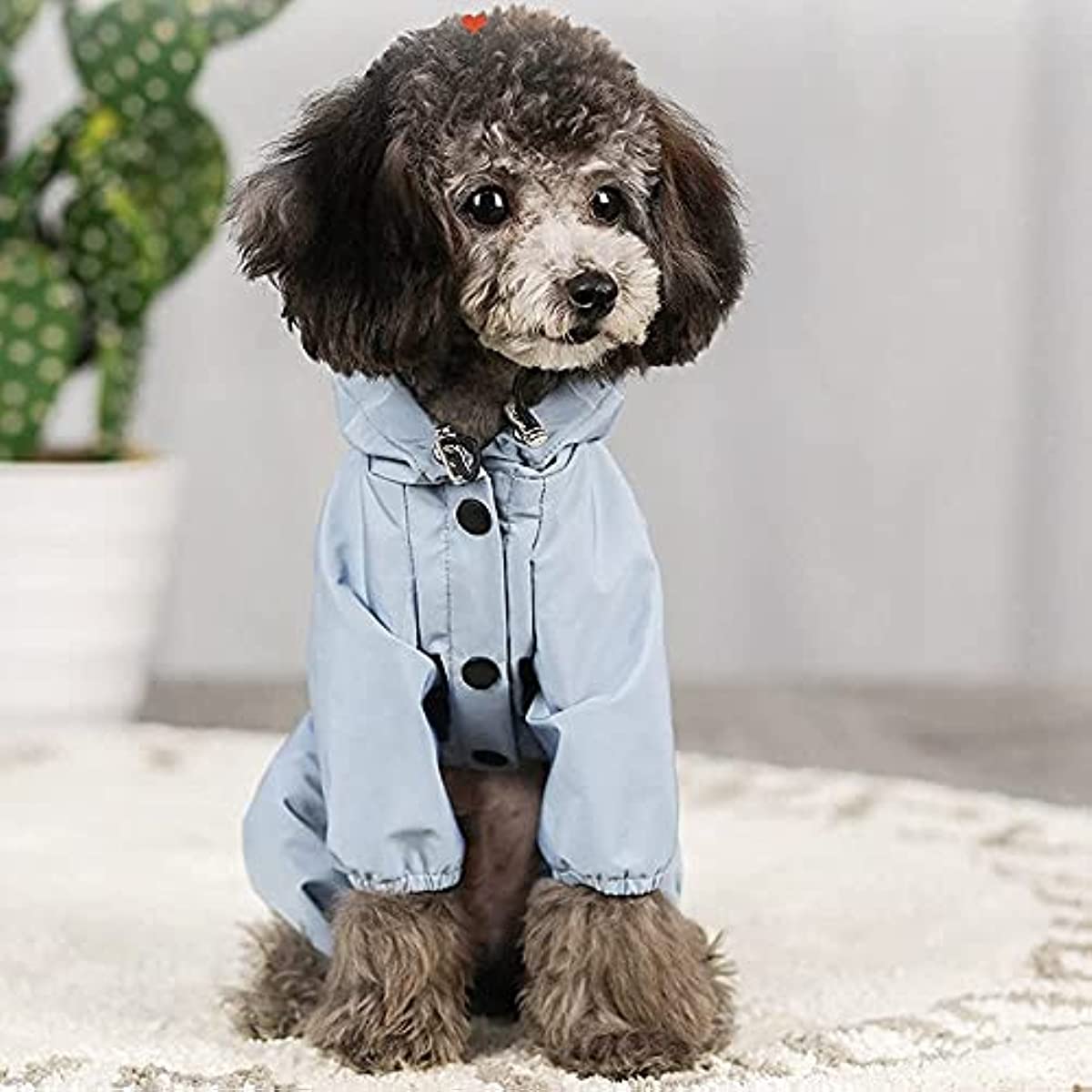 Small dog wearing a reflective waterproof raincoat for safety and comfort during rainy walks.