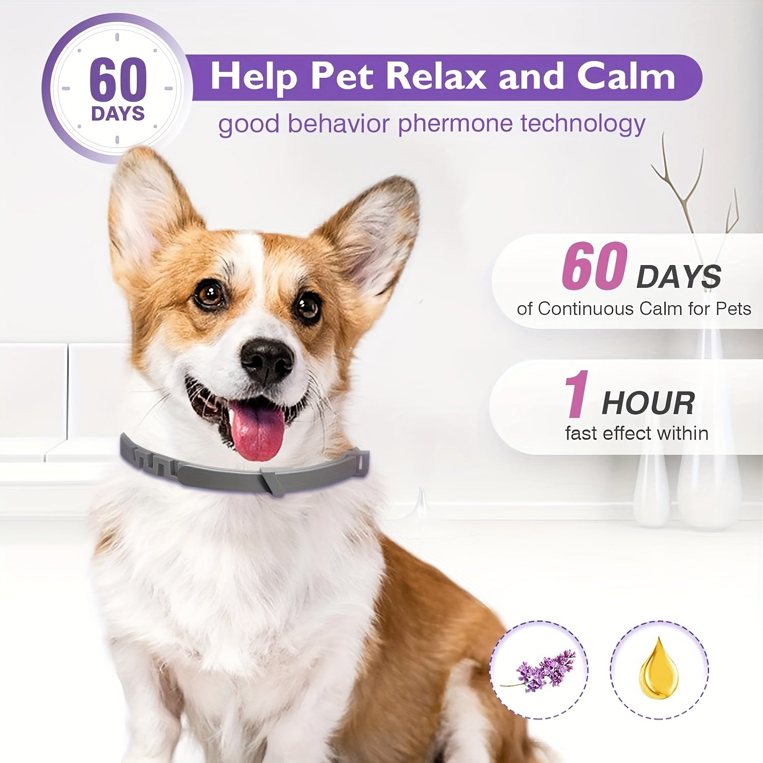 A dog with calming collar