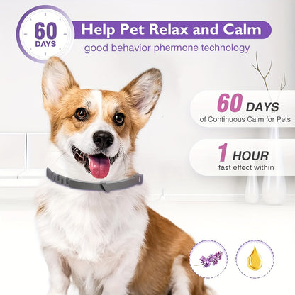 A dog with calming collar