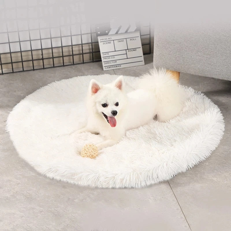 A Dog in a Plush Cat Beds for Cats & Small Dogs Soft Round and Colorful Pet Mats