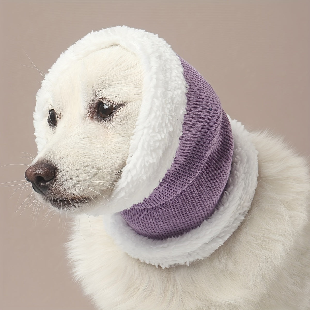 Fashionable dog wearing ear protection headgear outdoors in light purple