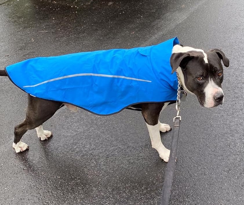 a dog wearing the dog raincoat in blue color