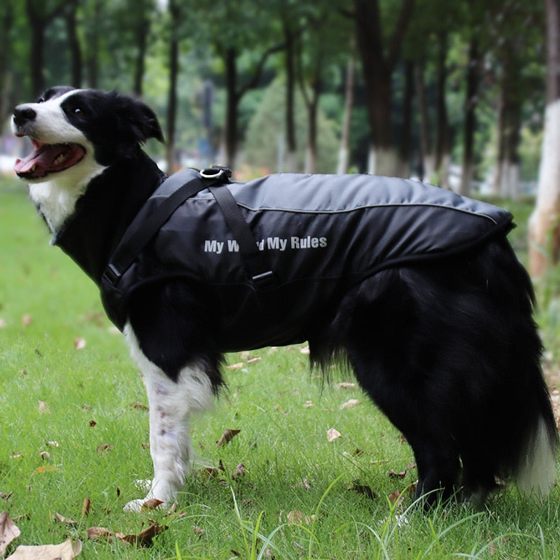 "Collie standing in the park sporting a stylish waterproof jacket."
