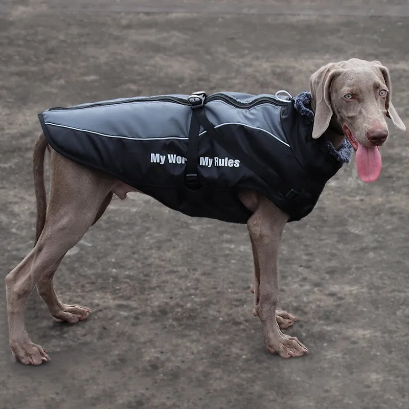 "Vizsla standing in a waterproof jacket, ready for any weather adventure."
