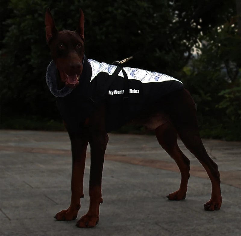 "Doberman wearing a jacket with a reflective back, enhancing visibility."
