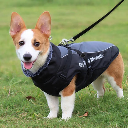 "Corgi on a lead, outfitted in our waterproof jacket with harness."
