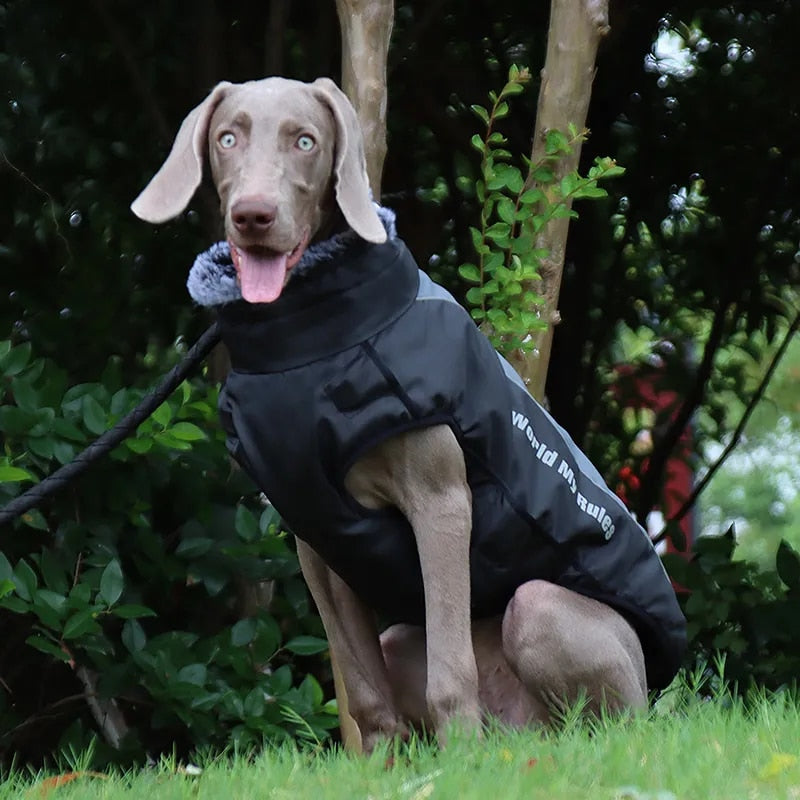 "Vizsla sitting attentively in a waterproof jacket, poised and protected."
