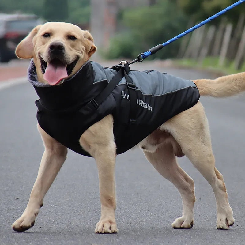 "Labrador on a leash wearing our waterproof dog jacket, ready for a walk."
