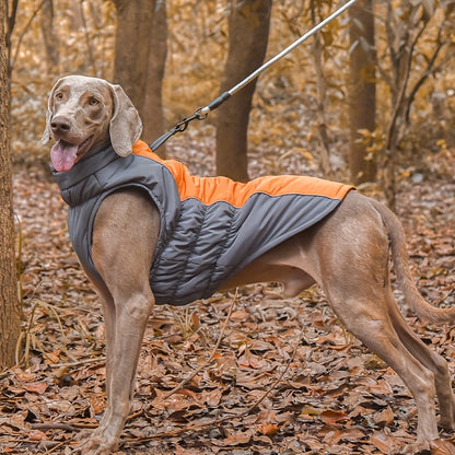 Orange Reflective Strips on Dog Clothes for Night Safety