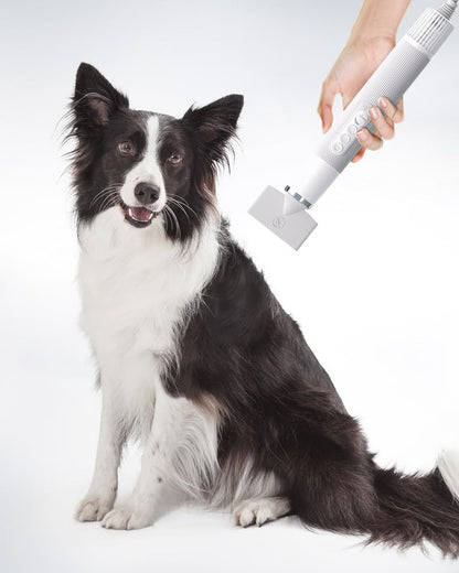 Dog enjoying grooming with lightweight Pet Hair Dryer.