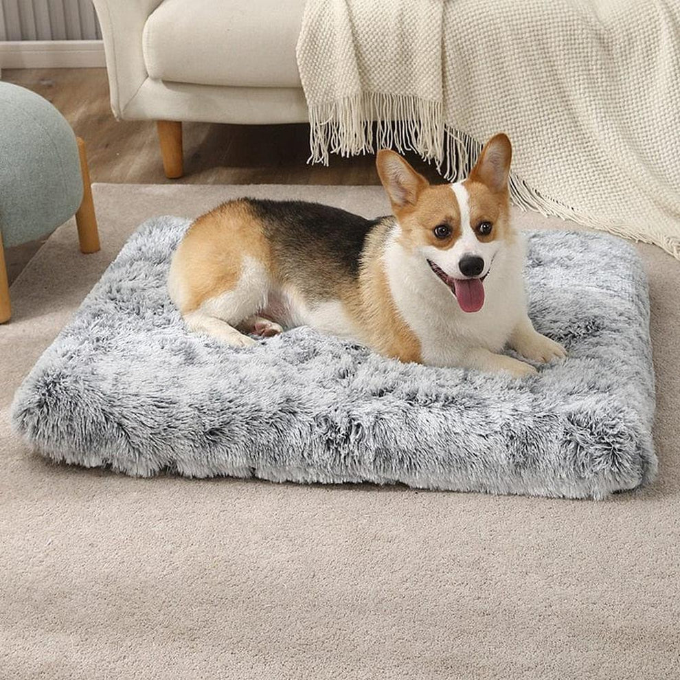 "Corgi on an orthopedic bed, gazing at the camera."