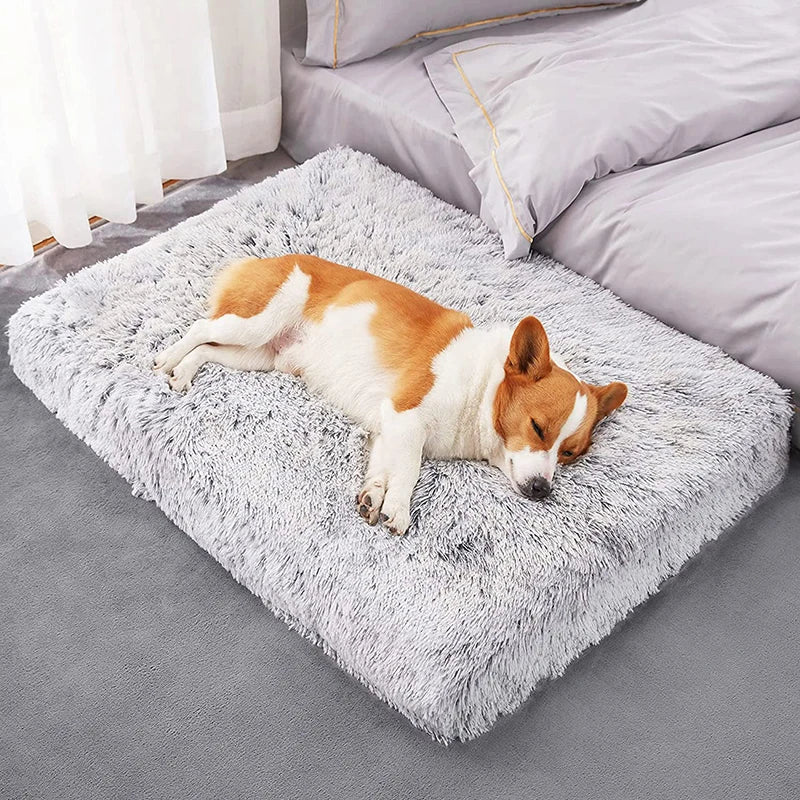 "Corgi lying on its plush orthopedic bed."