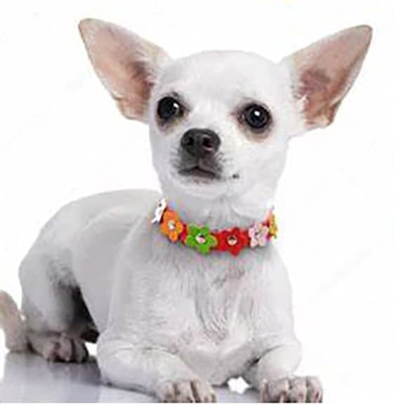 Small white Chihuahua wearing a colorful flower pet collar.