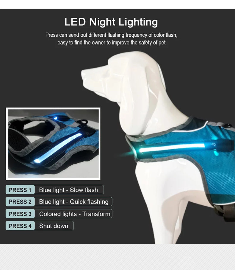 "Model dog wearing the LED luminous harness, demonstrating fit and visibility."