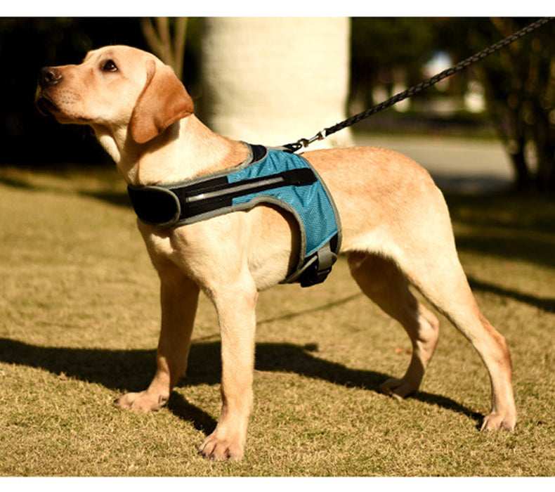 "Labrador in daylight wearing the LED luminous dog harness, clearly visible."