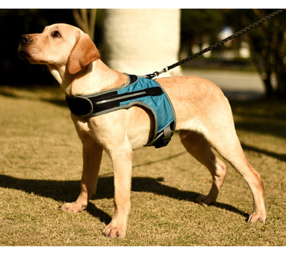 "Labrador in daylight wearing the LED luminous dog harness, clearly visible."