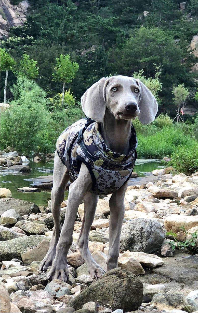 "Dog facing the camera, wearing the combat pattern waterproof coat."
