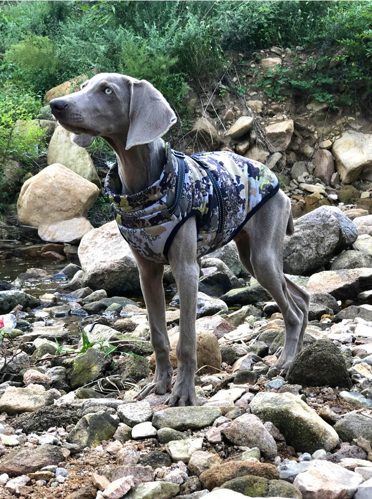 "Another view of the dog,showcasing the waterproof coat’s fit and design from a different angle."
