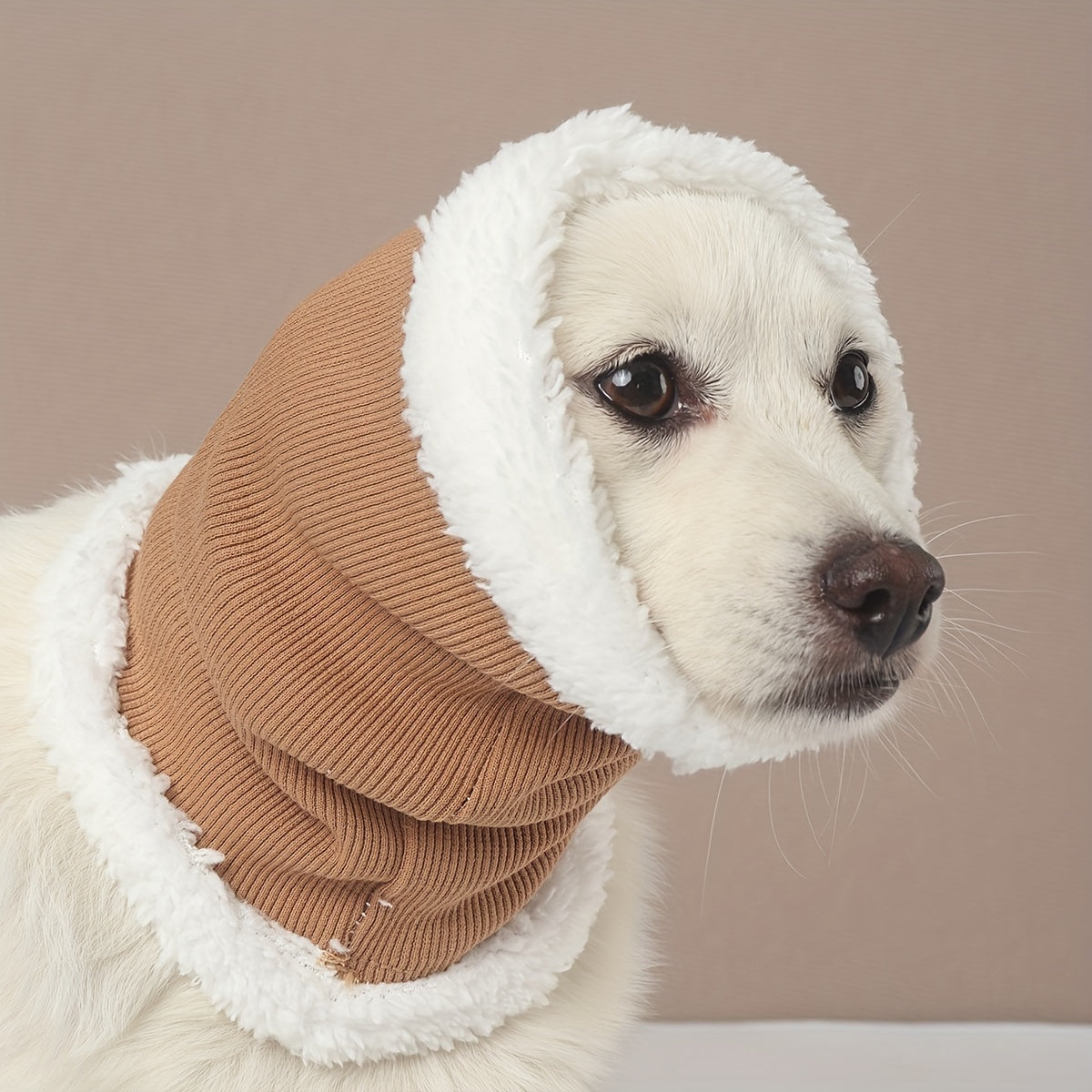 Fashionable dog wearing ear protection headgear outdoors in khaki color