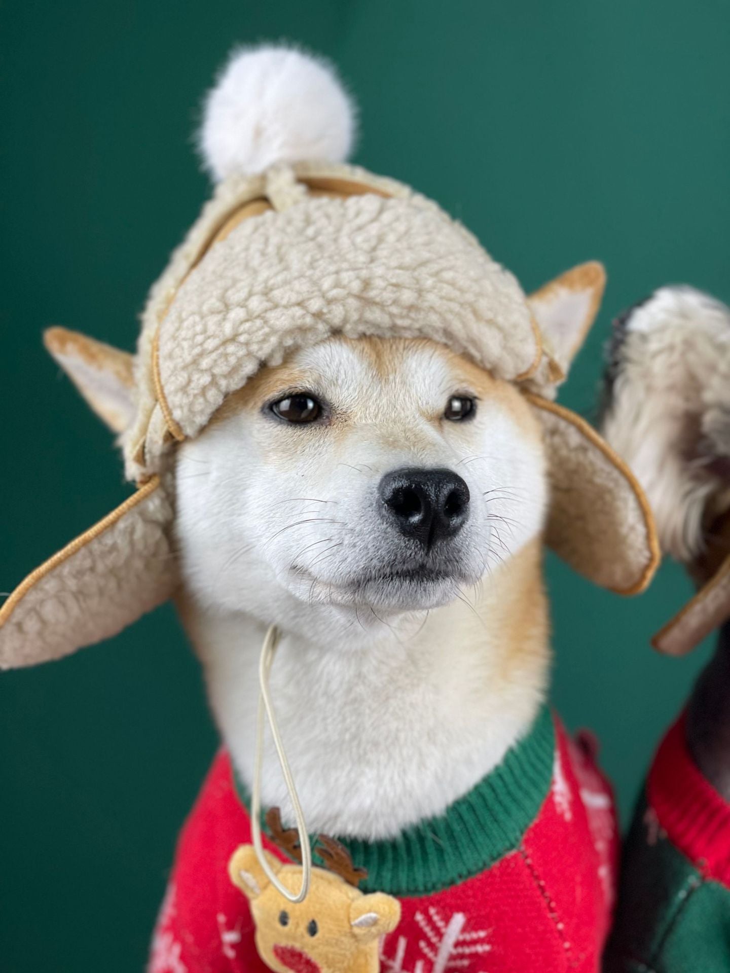 Sherpa Hat for Dogs