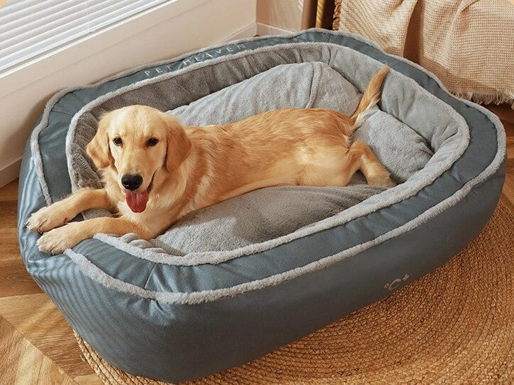 Labrador in orthopedic bed, gazing at the camera.