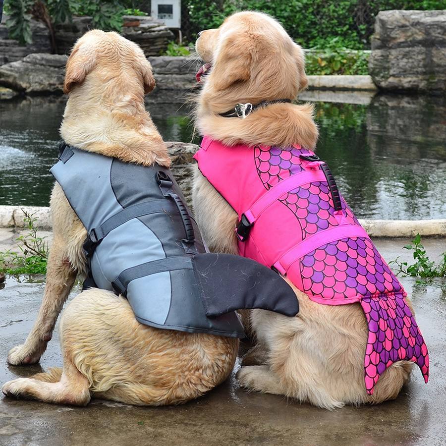 "Two Golden Retrievers facing away, wearing grey and pink water safety vests, ready for a swim."
