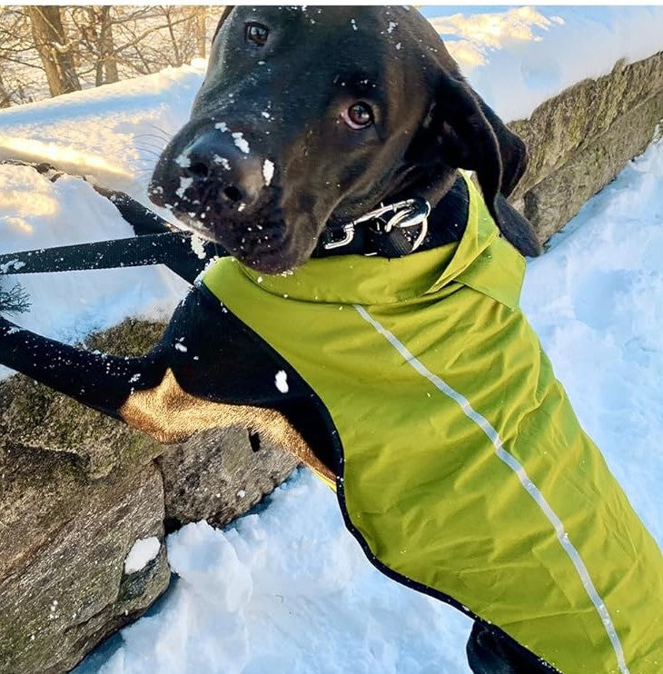 a dog wearing the dog raincoat in lime yellow color