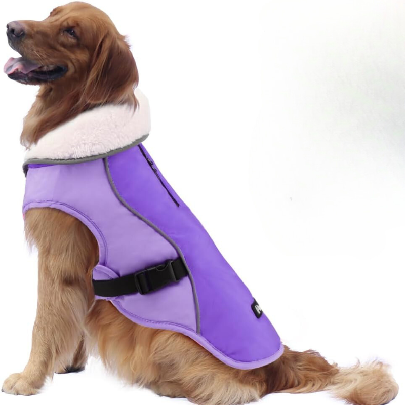 Winter Dog Jacket in New Purple Color