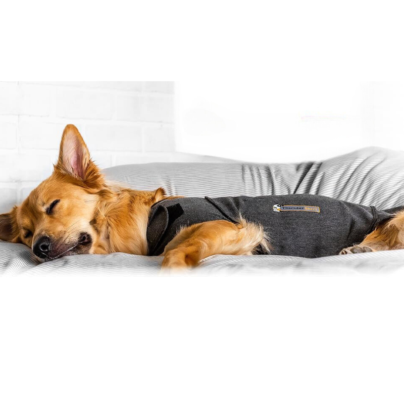 A dog wearing the anxiety jacket while sleeping