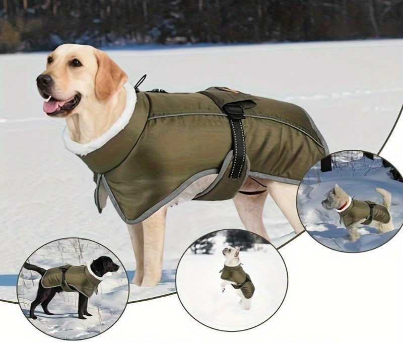 "Labrador wearing a waterproof winter coat, standing in the snow."