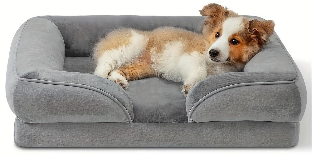 A small, tan and white dog lying comfortably in a gray, orthopedic dog bed.