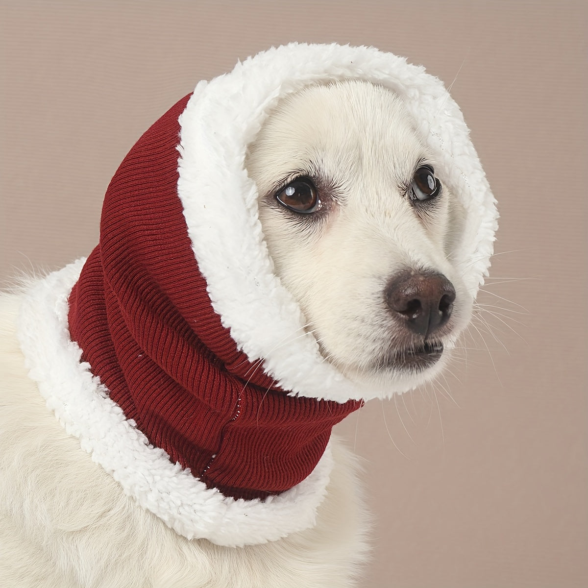 Fashionable dog wearing ear protection headgear outdoors in burgundy color