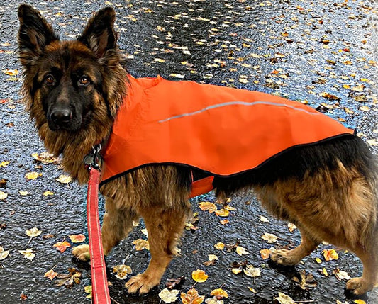 a dog wearing the dog raincoat in orange color