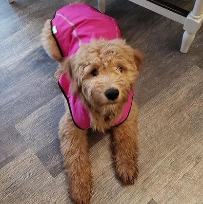 a dog wearing the dog raincoat in hot pink color