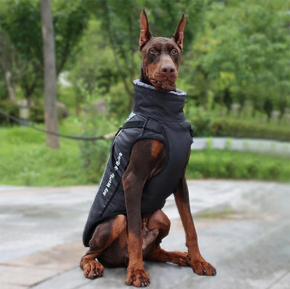 "Doberman sitting with a waterproof jacket, showcasing its snug fit."
