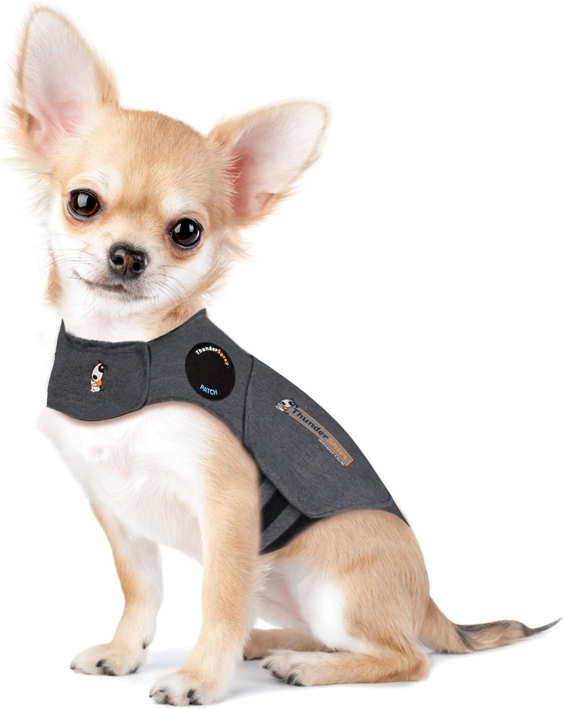 a small dog wearing the Anxiety Jacket