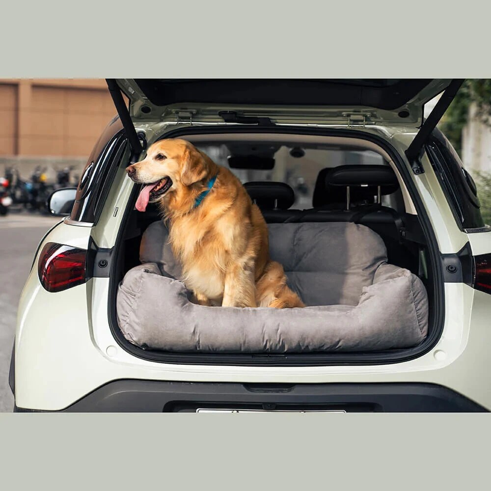 "Golden Retriever on a booster seat in the boot, gazing out with curiosity."