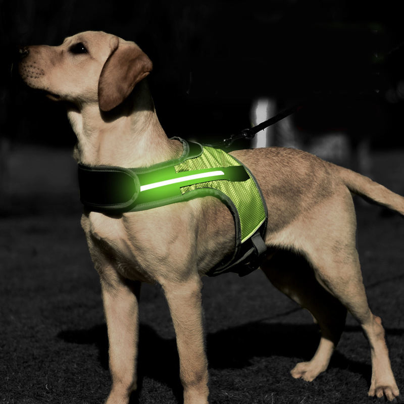 "Labrador standing in darkness, LED dog harness glowing for visibility."