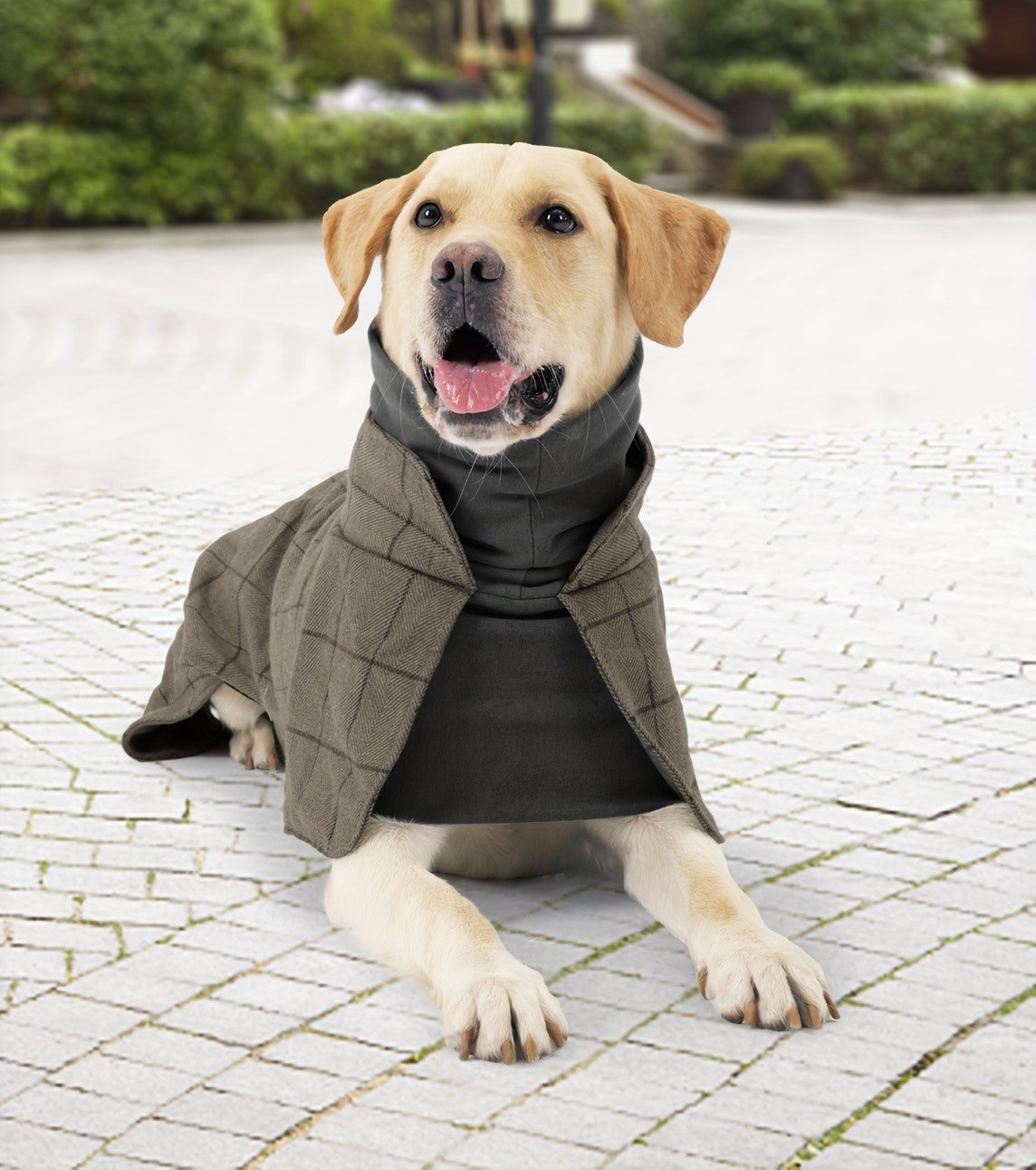 Pet enjoying outdoor play in stylish dog clothes for cold weather.