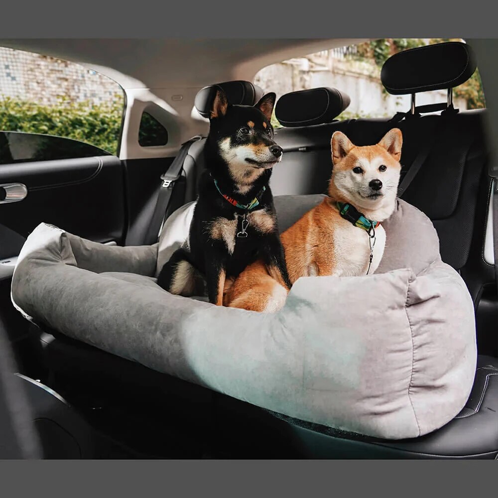 "Two happy dogs sitting side by side on a car back seat, ready for a road trip."