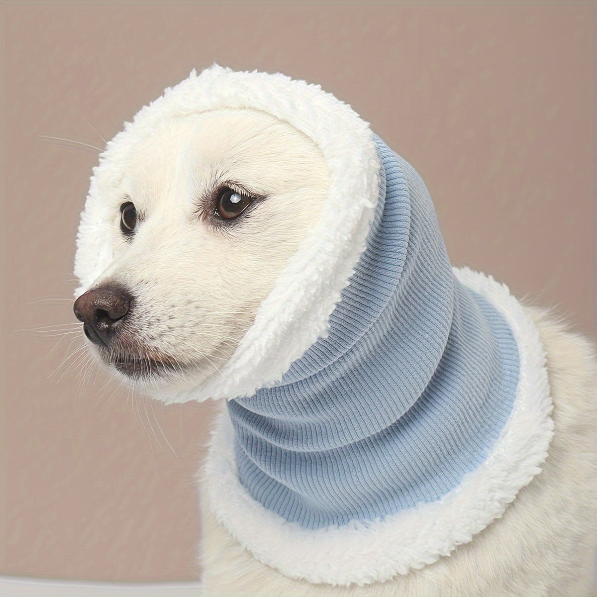 Fashionable dog wearing ear protection headgear outdoors in pastel blue color