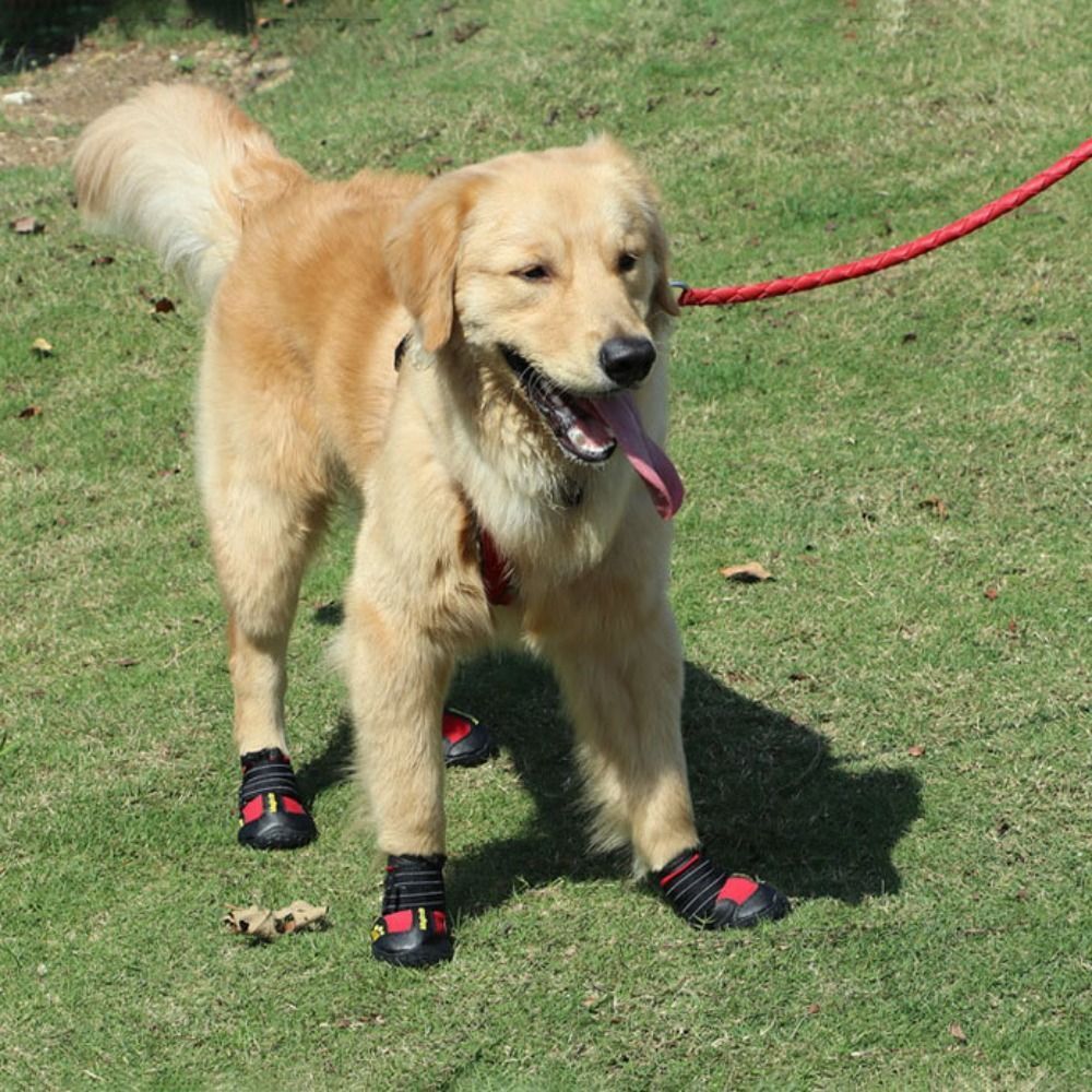 a dog wearing the waterproof reflective boots